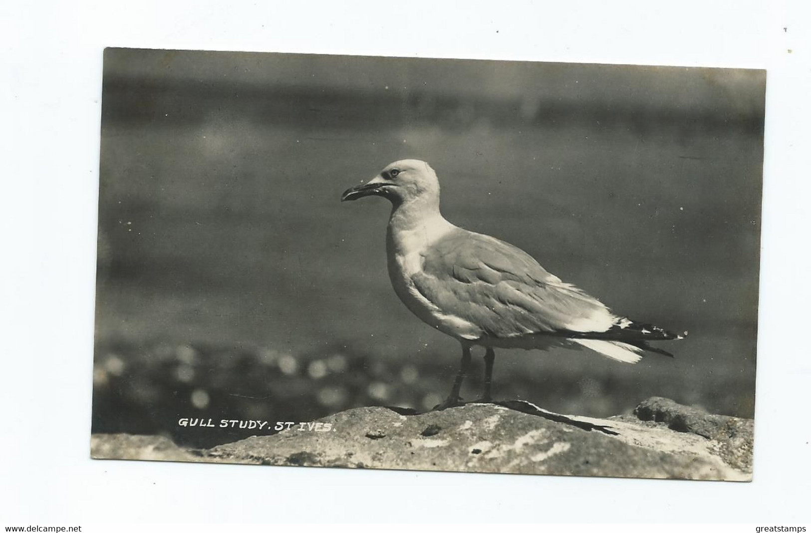 Postcard Cornwall Rp St. Ives Gull Study Seagull Posted 1934 - St.Ives