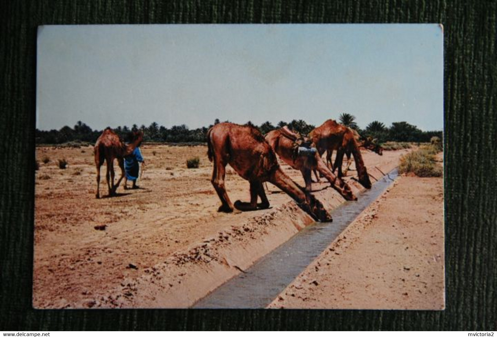 SUD MAROCAIN : Les Chameaux Se Désaltèrent - Autres & Non Classés