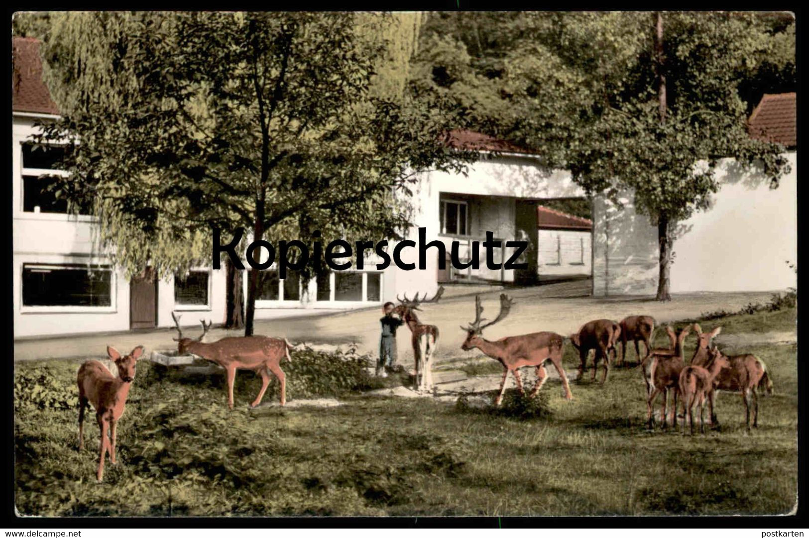 ÄLTERE POSTKARTE HENNEF SIEG HOTEL WINTERSCHEIDER MÜHLE BESITZER SCHUMACHER SCHEPLER HIRSCH REH DEER Cpa Postcard AK - Hennef