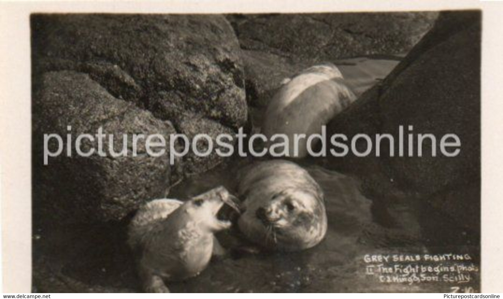 GREY SEALS FIGHTING THE FIGHT BEGINS SCILLY OLD R/P POSTCARD CORNWALL - Scilly Isles