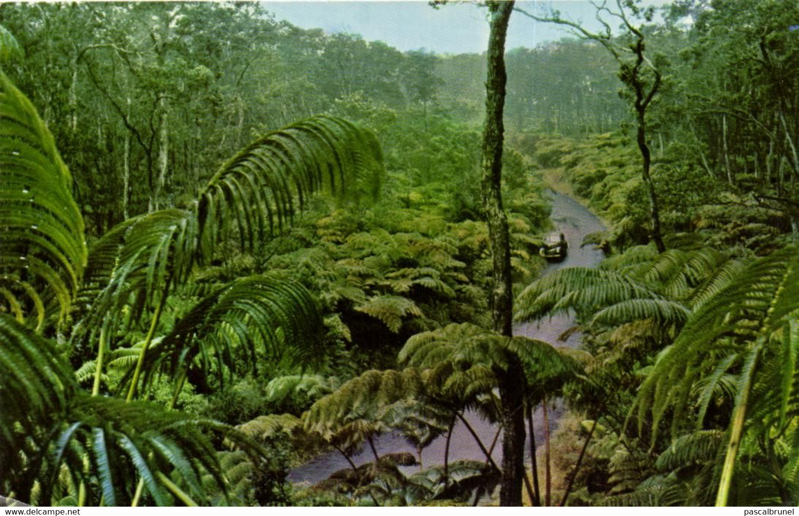 FERN FOREST - HAWAIIAN NATIONAL FOREST - Hawaï