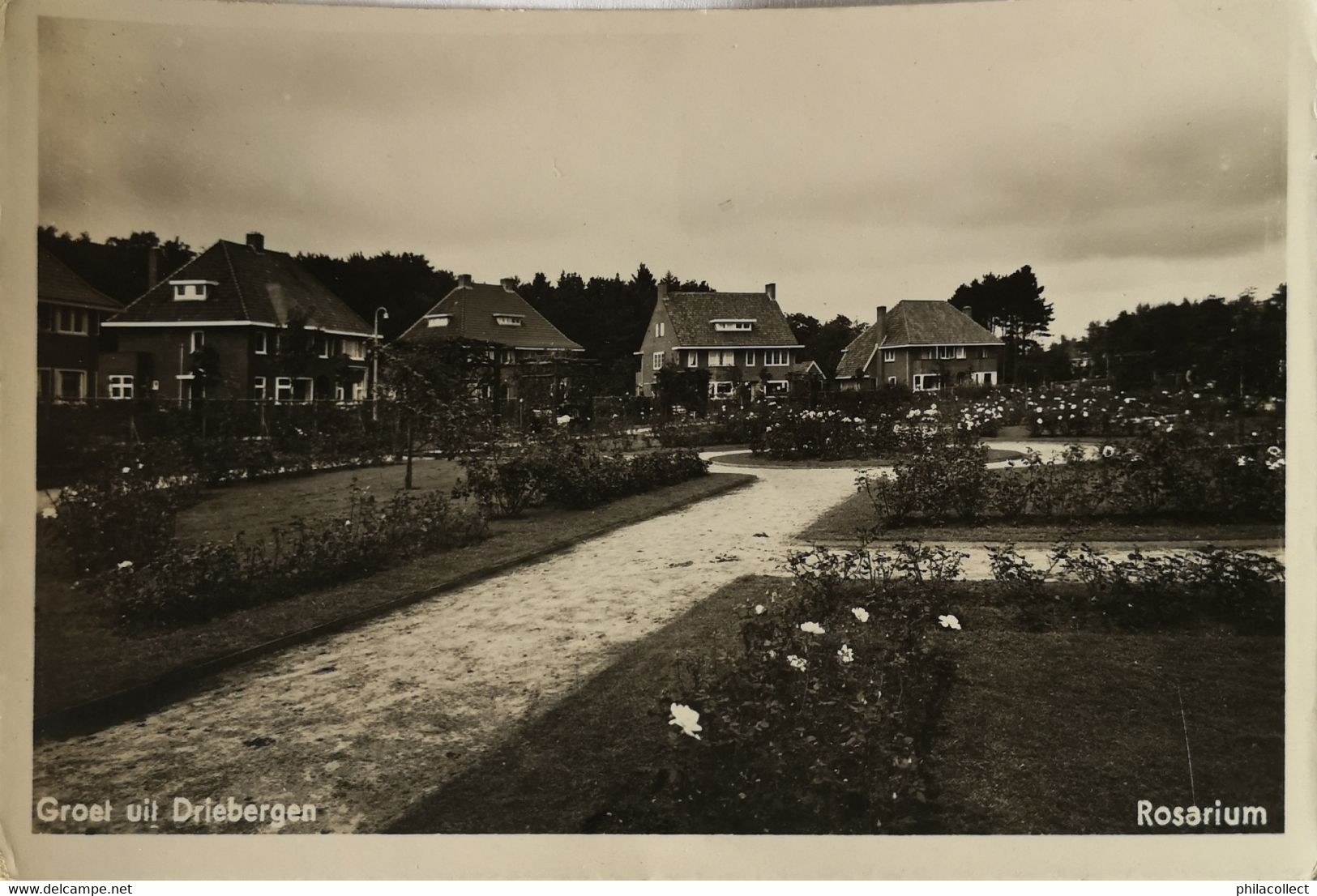 Driebergen (Utr.) Groet Uit - Rosarium 19?? - Driebergen – Rijsenburg