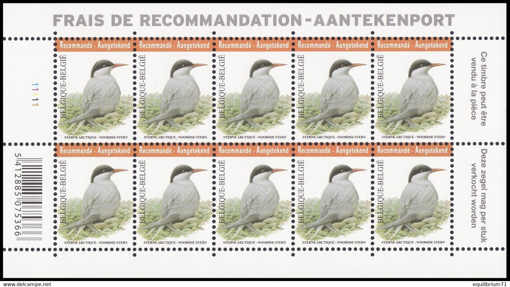 4306** PLANCHE I - Sterne Arctique / Arctische Achtersteven / Arktisches Heck / Sterna Paradisaea - BUZIN - RECOMMANDÉ - 2011-..