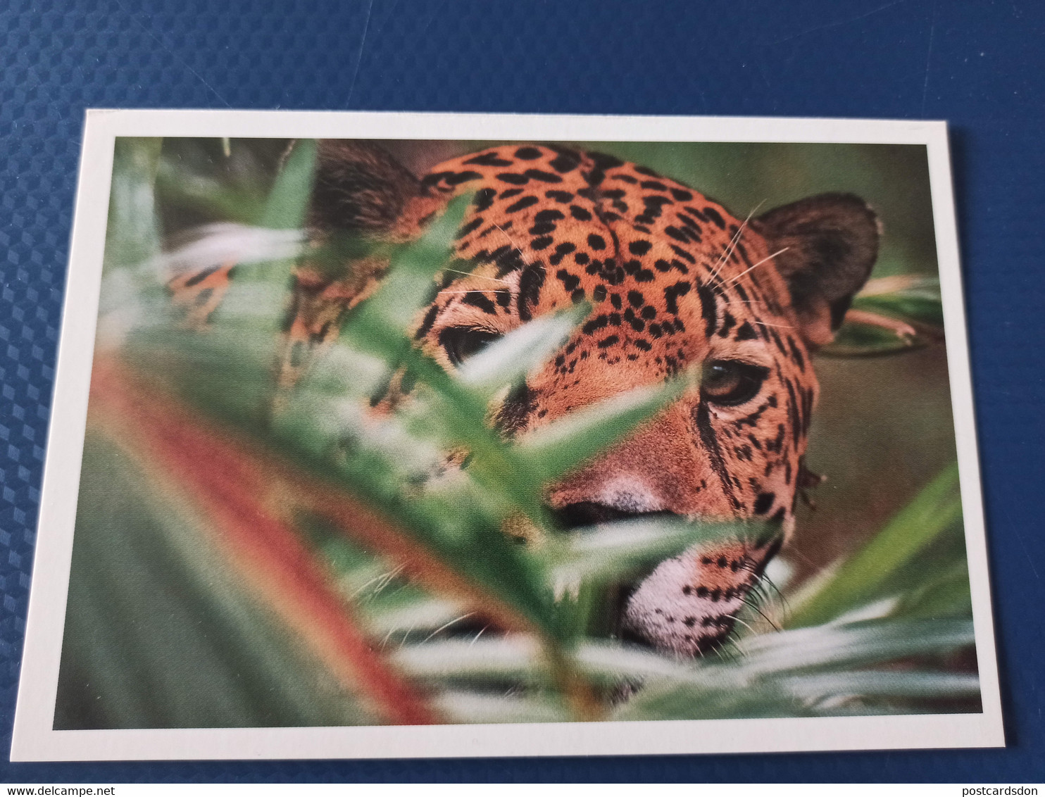 Belize - Jaguar - Old Postcard - 1990s - Belize