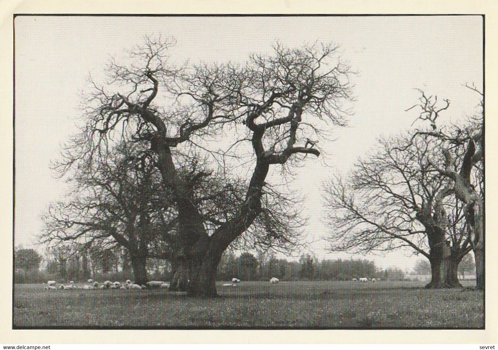 CIVRAY. - Arbres Remarquables - Arbres