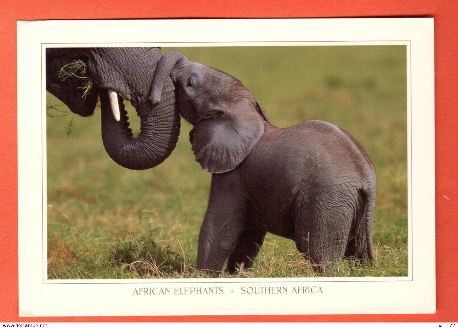 ZRN-01 African Elephants Southern Africa. Big Format.  Used To Switzerland - Elephants
