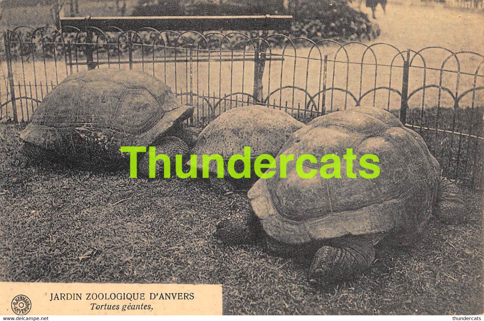 CPA JARDIN ZOOLOGIQUE D'ANVERS TORTUES GEANTES ANVERS ANTWERPEN TORTUE TURTLE SCHILDPAD - Schildpadden