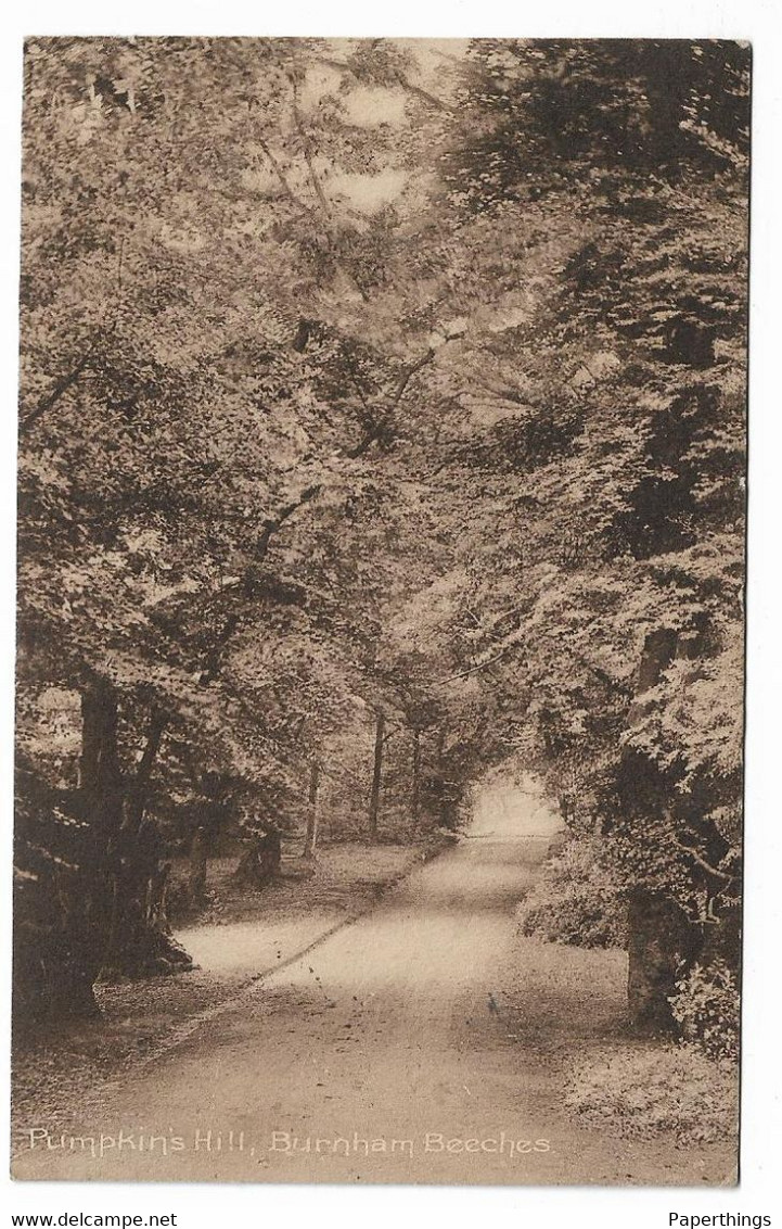 Postcard, Buckinghamshire, Burnham Beeches, Pumpkin's Hill, Road, Footpath, Tree Lined, 1915. - Buckinghamshire