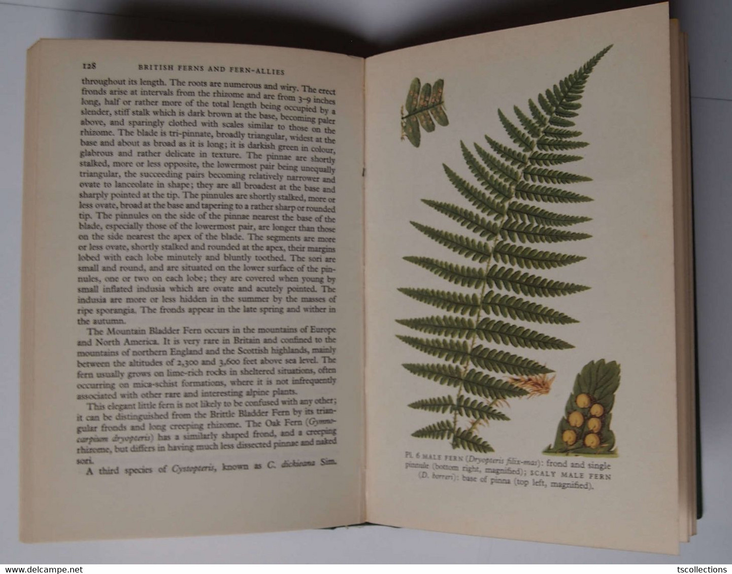 British Ferns And Mosses - Vita Selvaggia