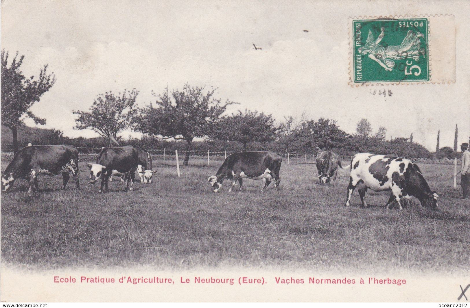 27 Le Neubourg. Ecole Pratique D'agriculture. Vaches Normandes à L'herbage - Le Neubourg