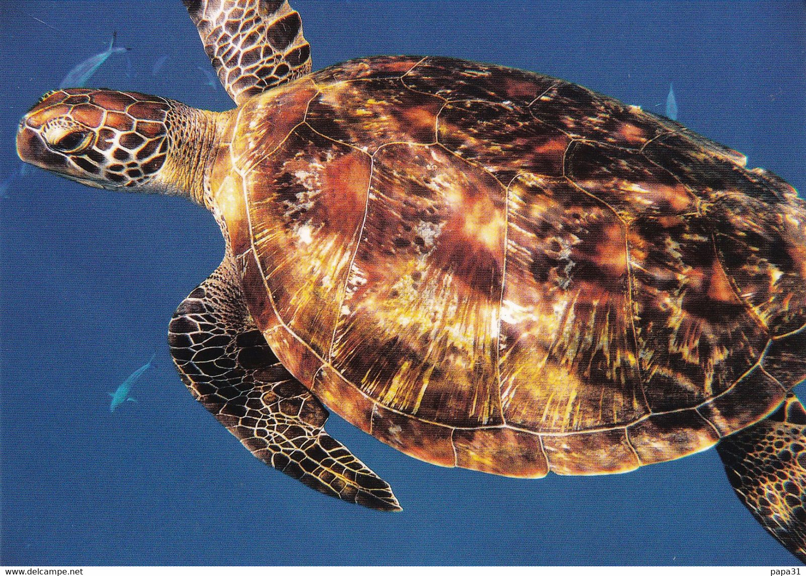 Tortue Franche  Archipel Des Similan Thailande - Schildkröten