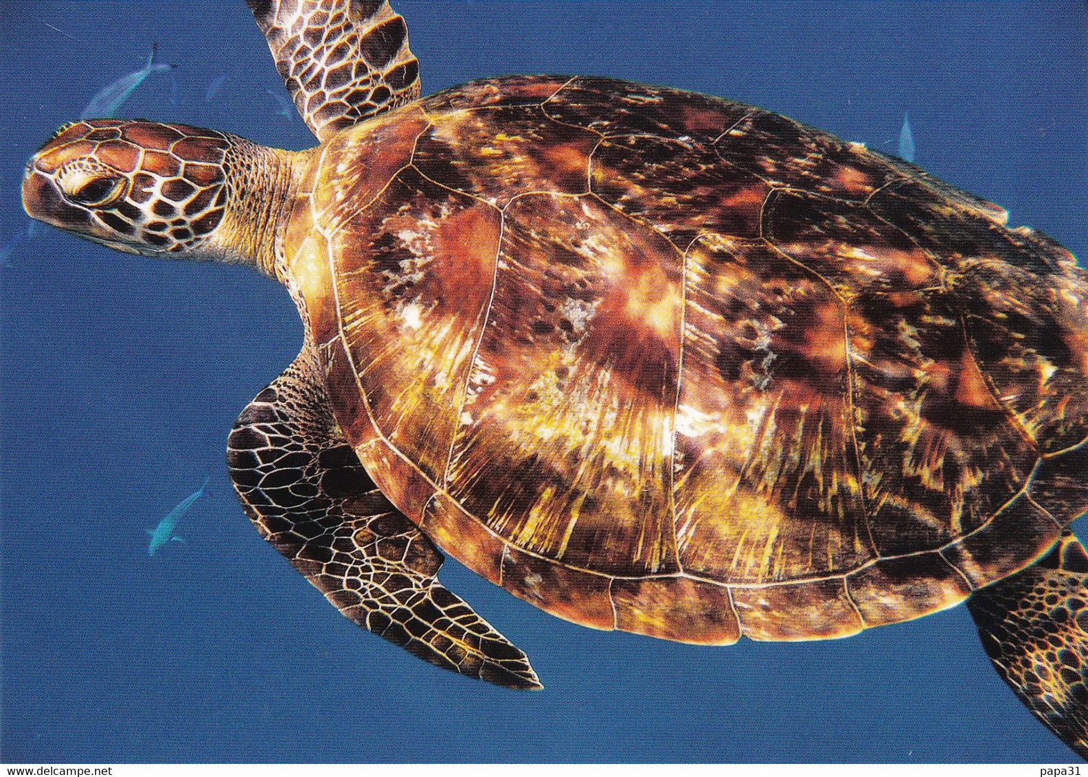 Tortue Franche  Archipel Des Similan Thailande - Turtles