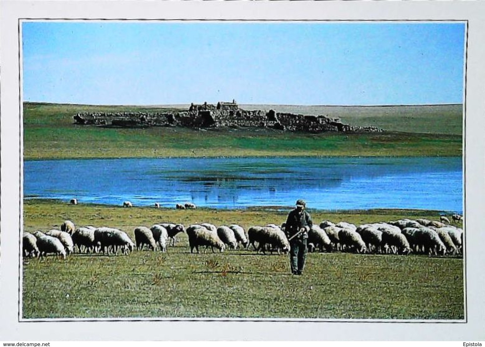Mongolie La Steppe  Gobi   Berger Troupeau Moutons   Années 80s - Mongolia