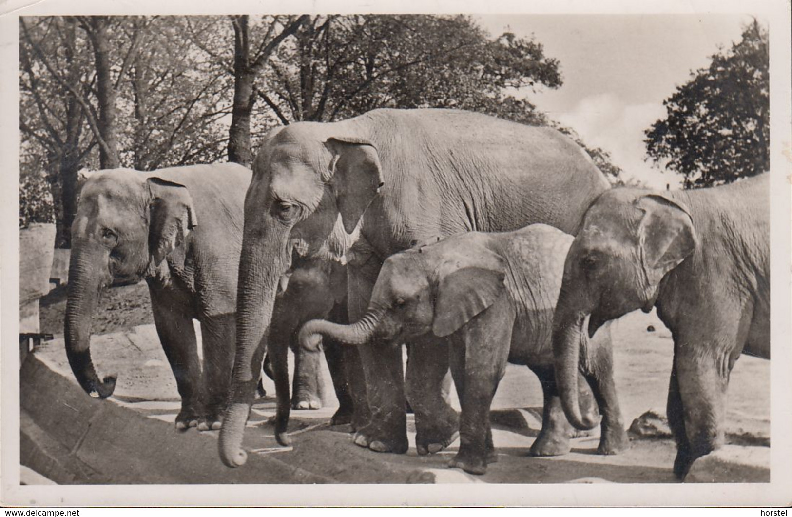 D-20095 Hamburg - Carl Hagenbeck's Tierpark - Zoo - Elefanten (1955) - Stellingen