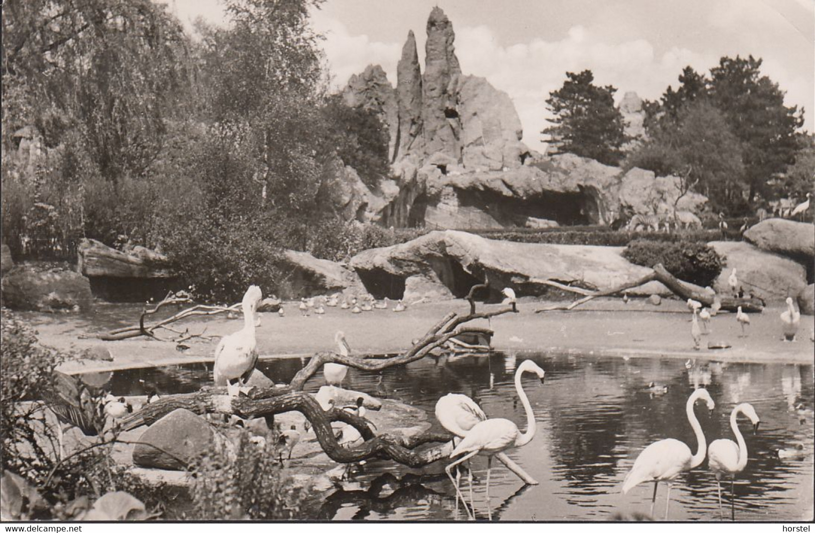 D-20095 Hamburg - Carl Hagenbeck's Tierpark - Zoo - Vogelteich - Flamingo - Stellingen