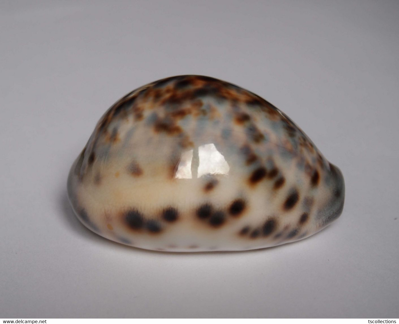 Cypraea Tigris - Coquillages