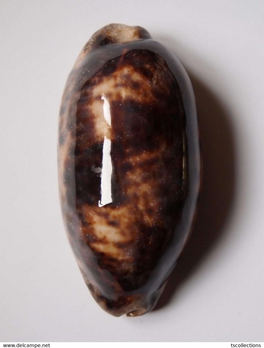 Cypraea Testudinaria - Seashells & Snail-shells