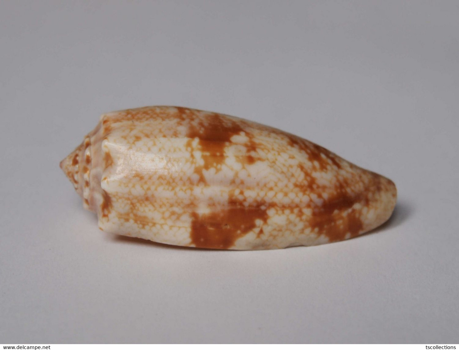 Conus Geographus - Seashells & Snail-shells