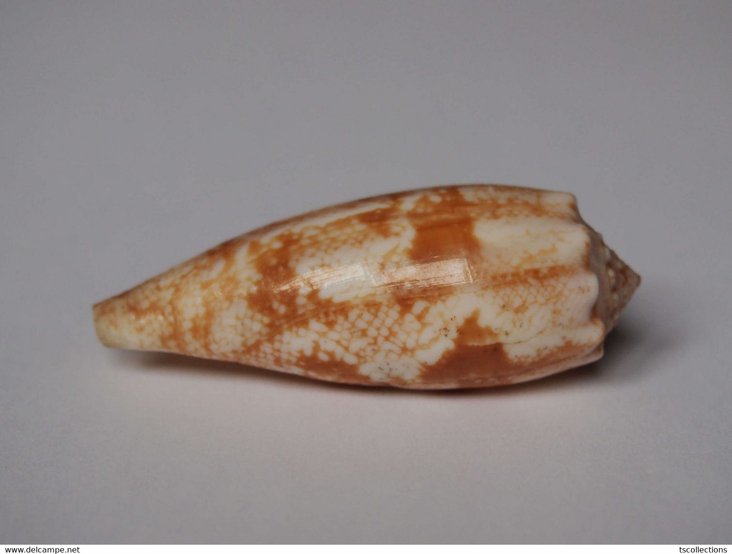 Conus Geographus - Seashells & Snail-shells