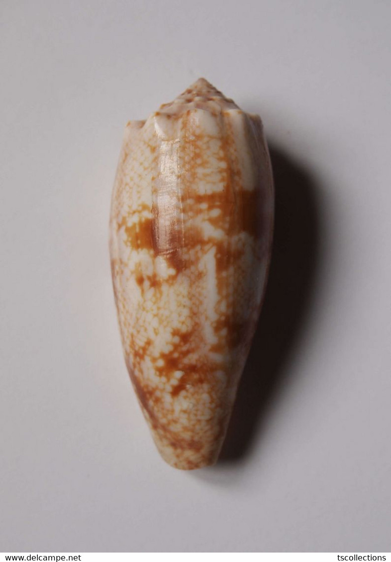 Conus Geographus - Coquillages