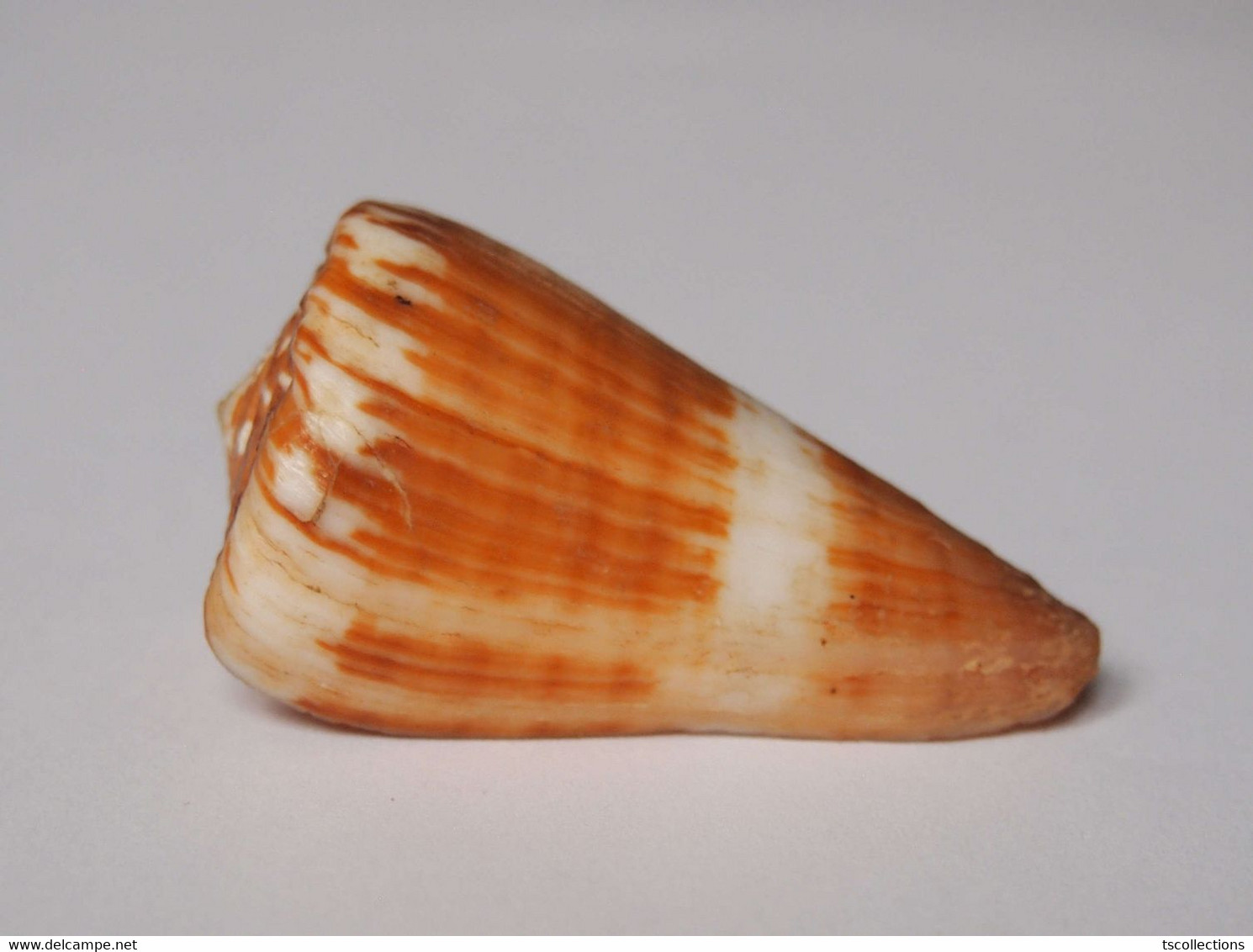 Conus Litoglyphus - Coquillages