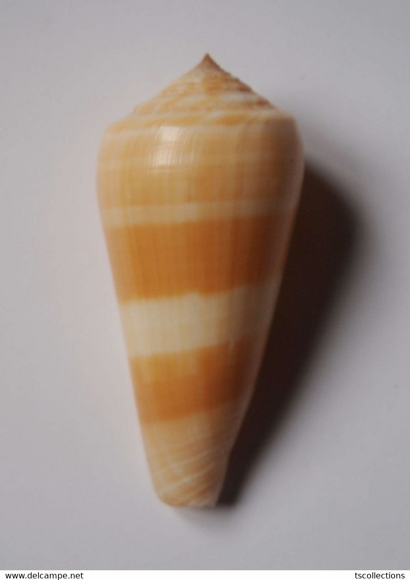 Conus Consors - Coquillages