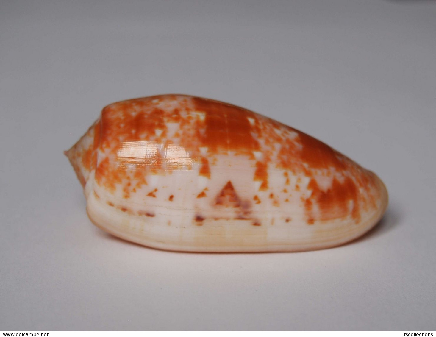 Conus Bullatus - Coquillages