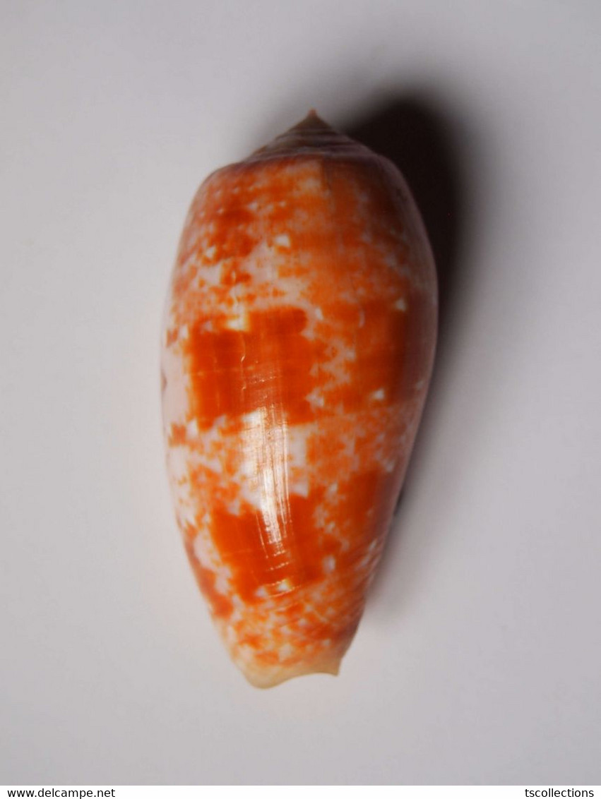 Conus Bullatus - Coquillages