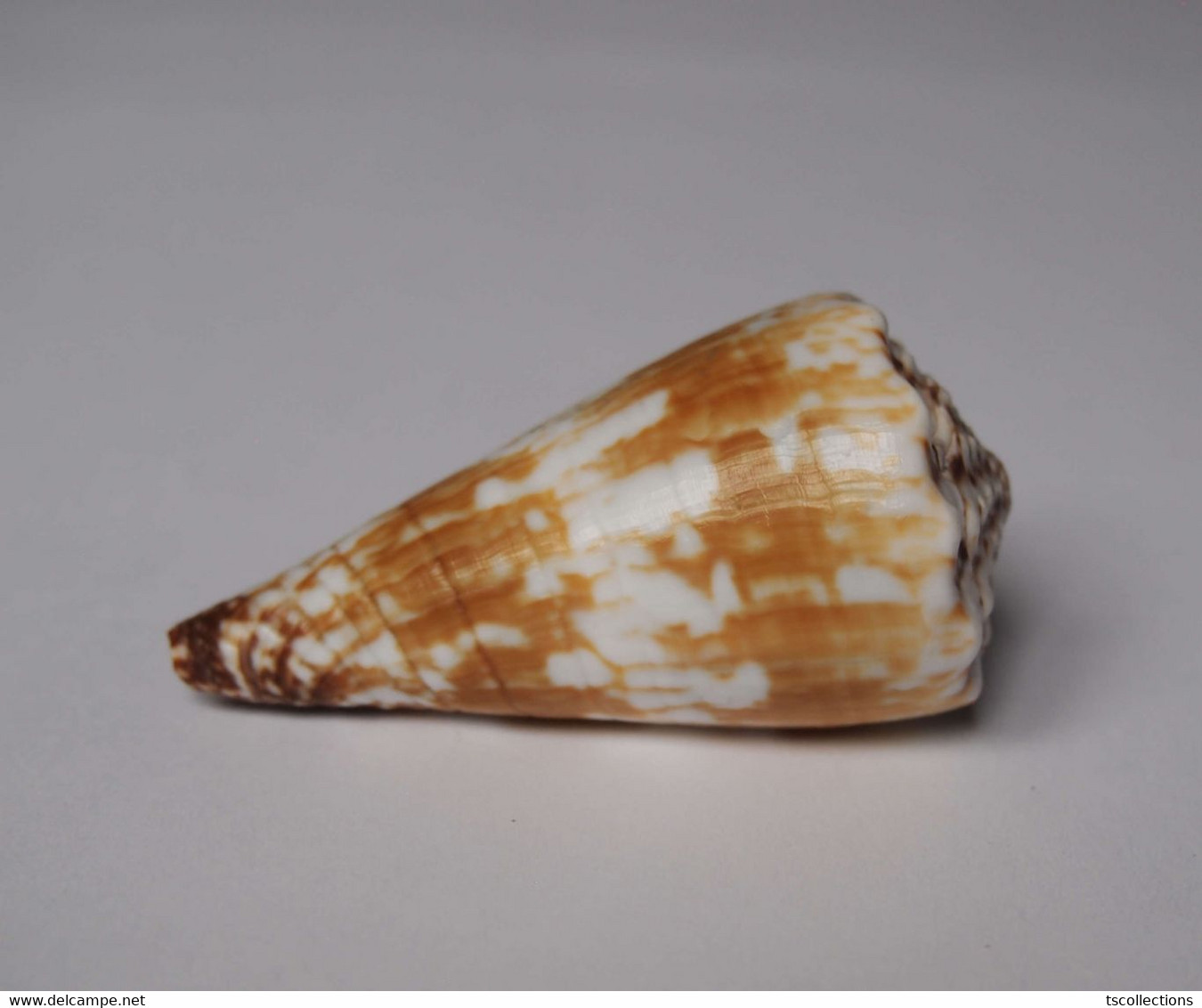 Conus Distans Chinoi - Coquillages