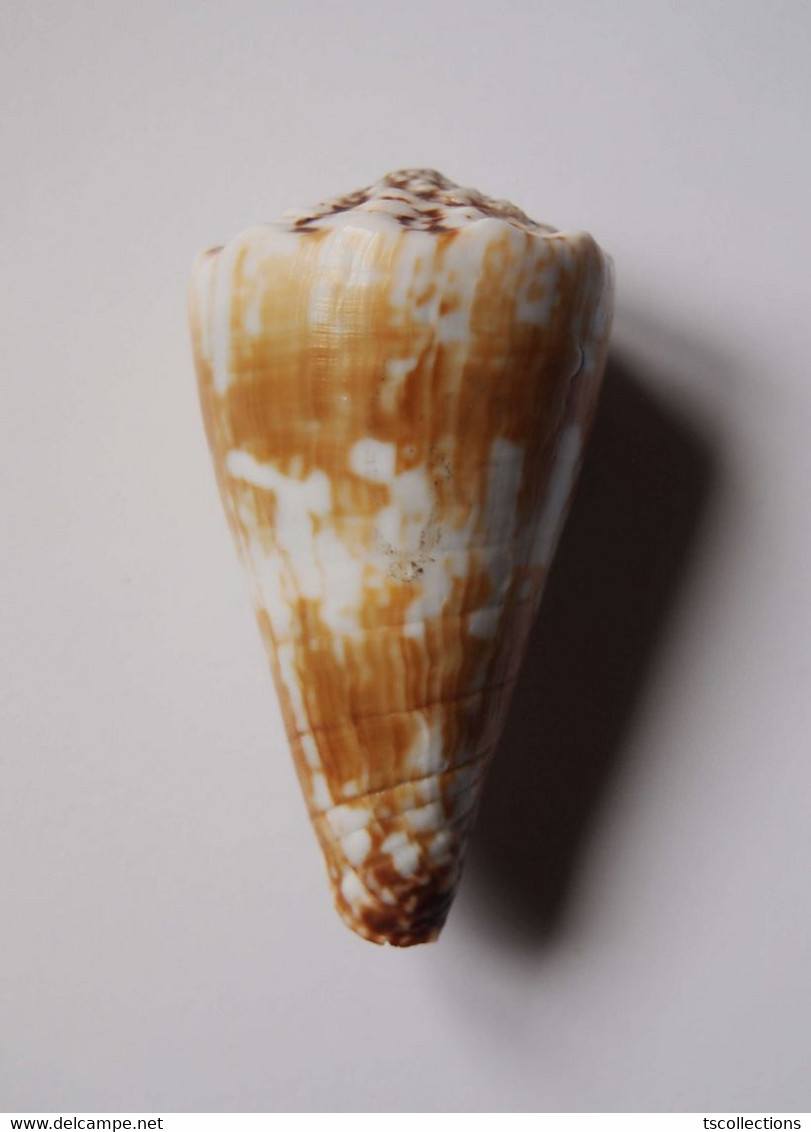 Conus Distans Chinoi - Coquillages