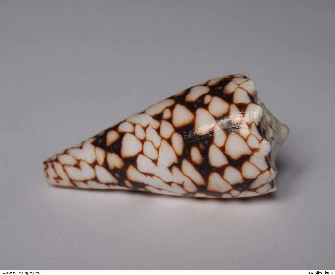 Conus Bandanus - Coquillages