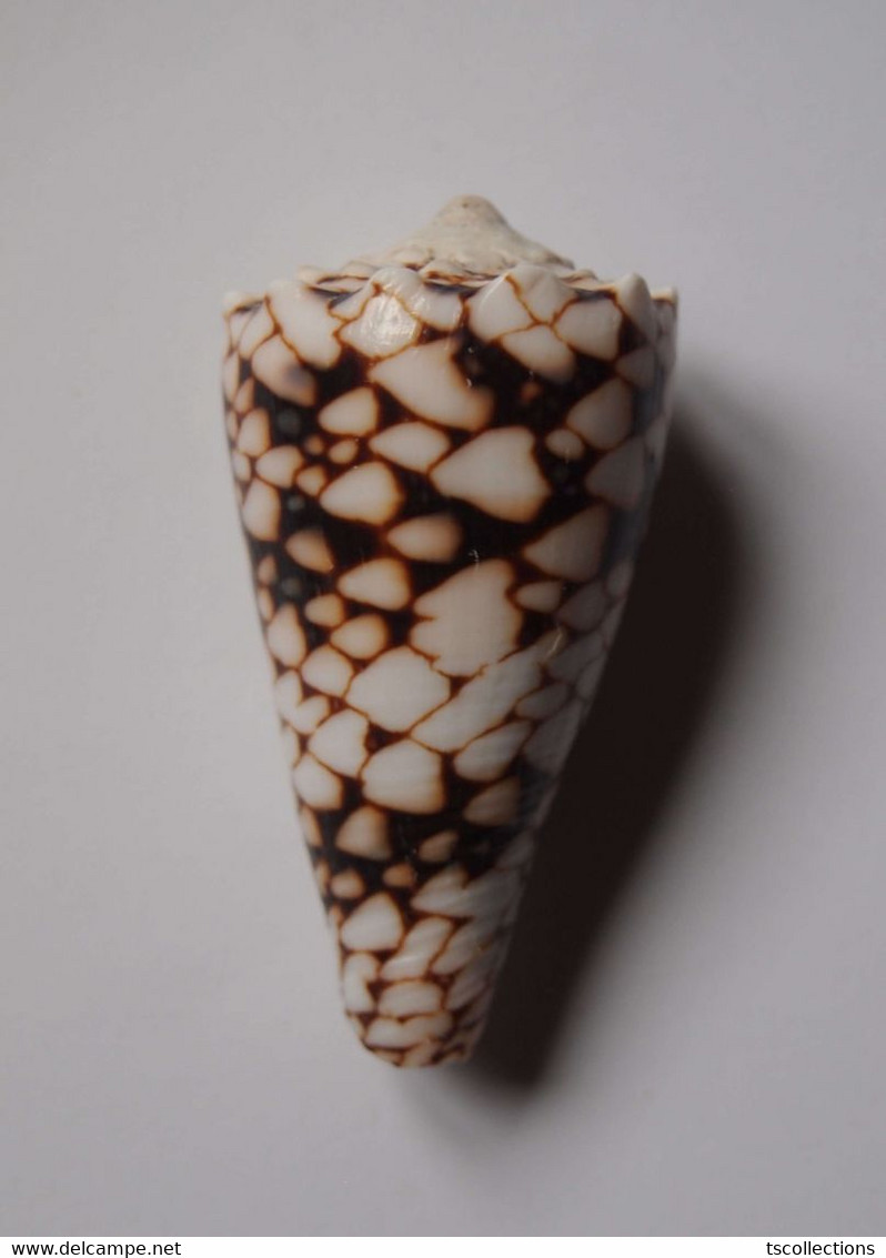 Conus Bandanus - Coquillages