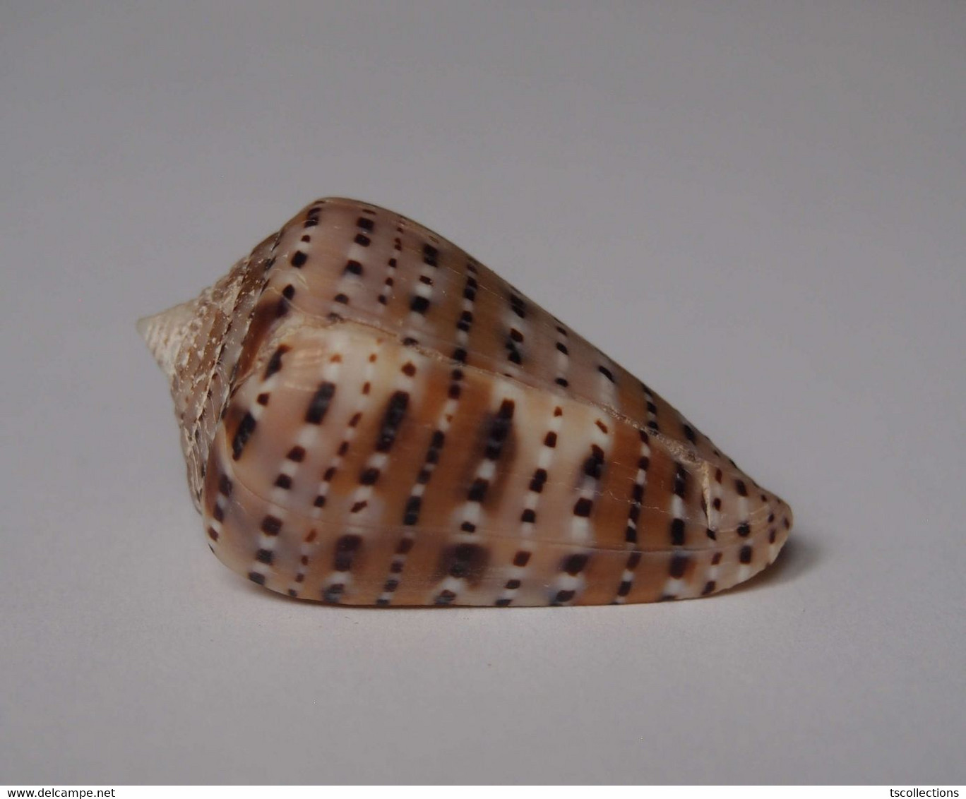 Conus Genuanus - Coquillages