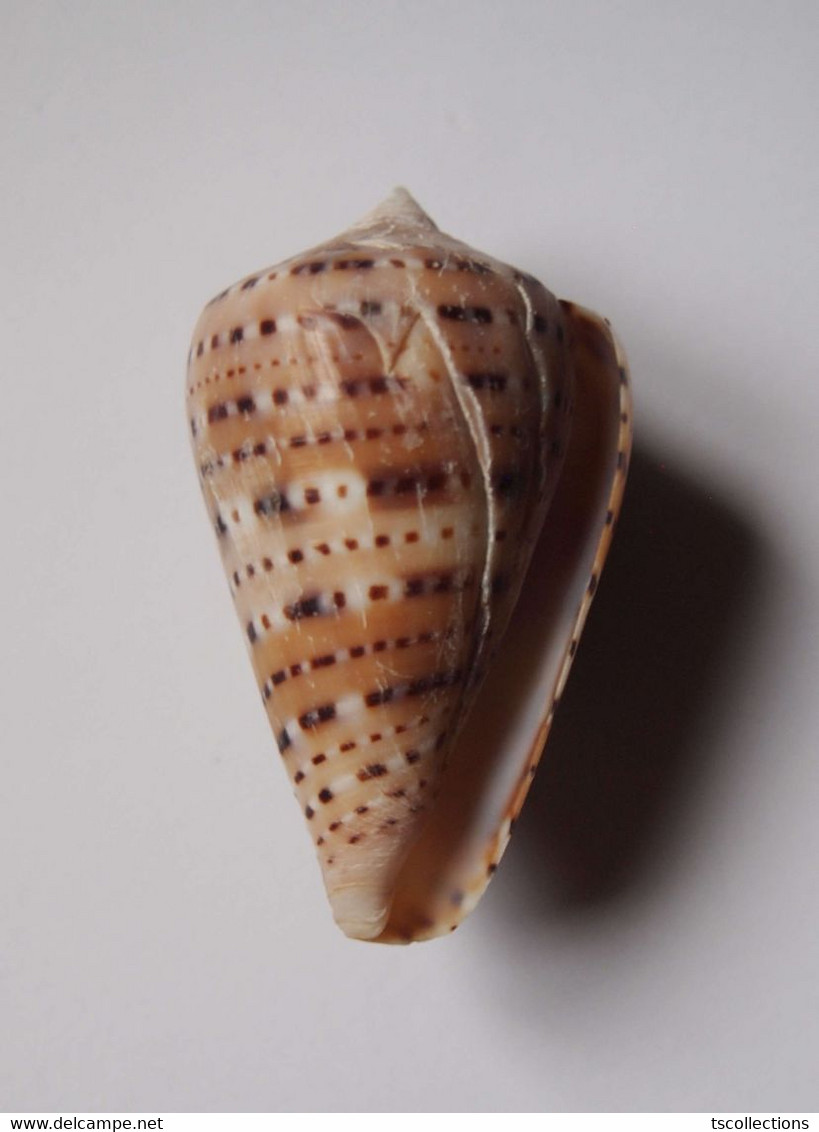 Conus Genuanus - Coquillages