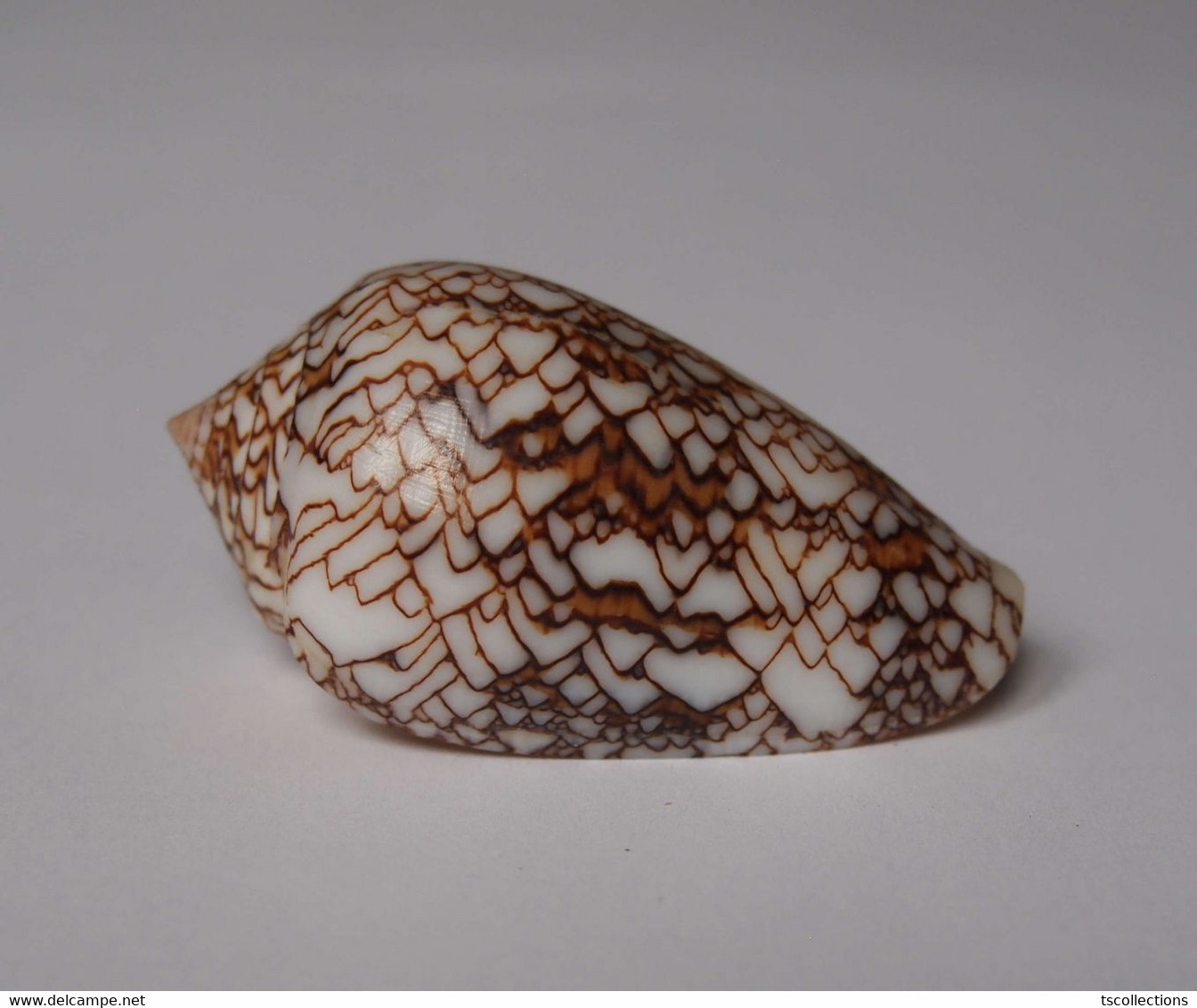 Conus Textile - Seashells & Snail-shells