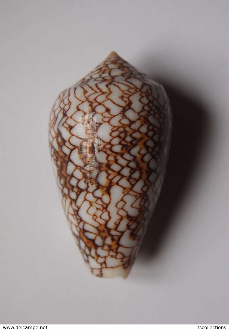 Conus Textile - Coquillages