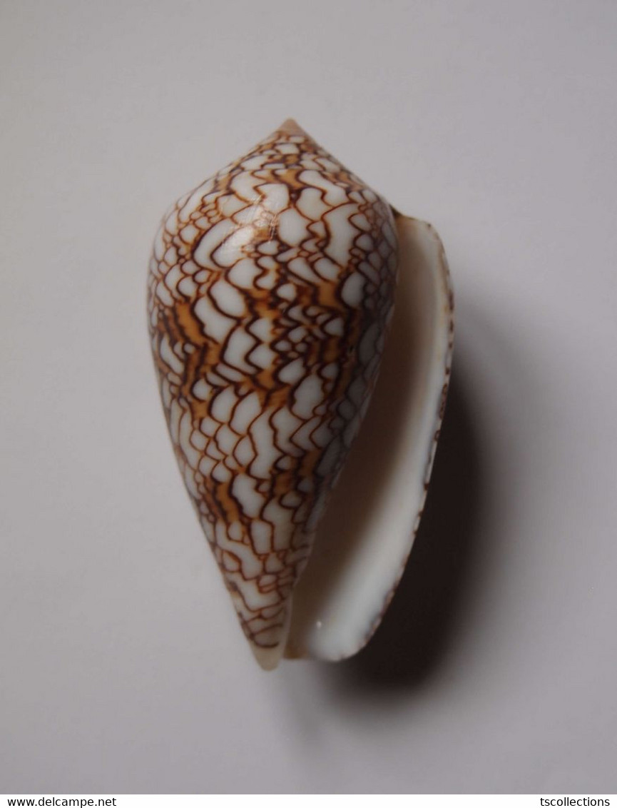 Conus Textile - Coquillages