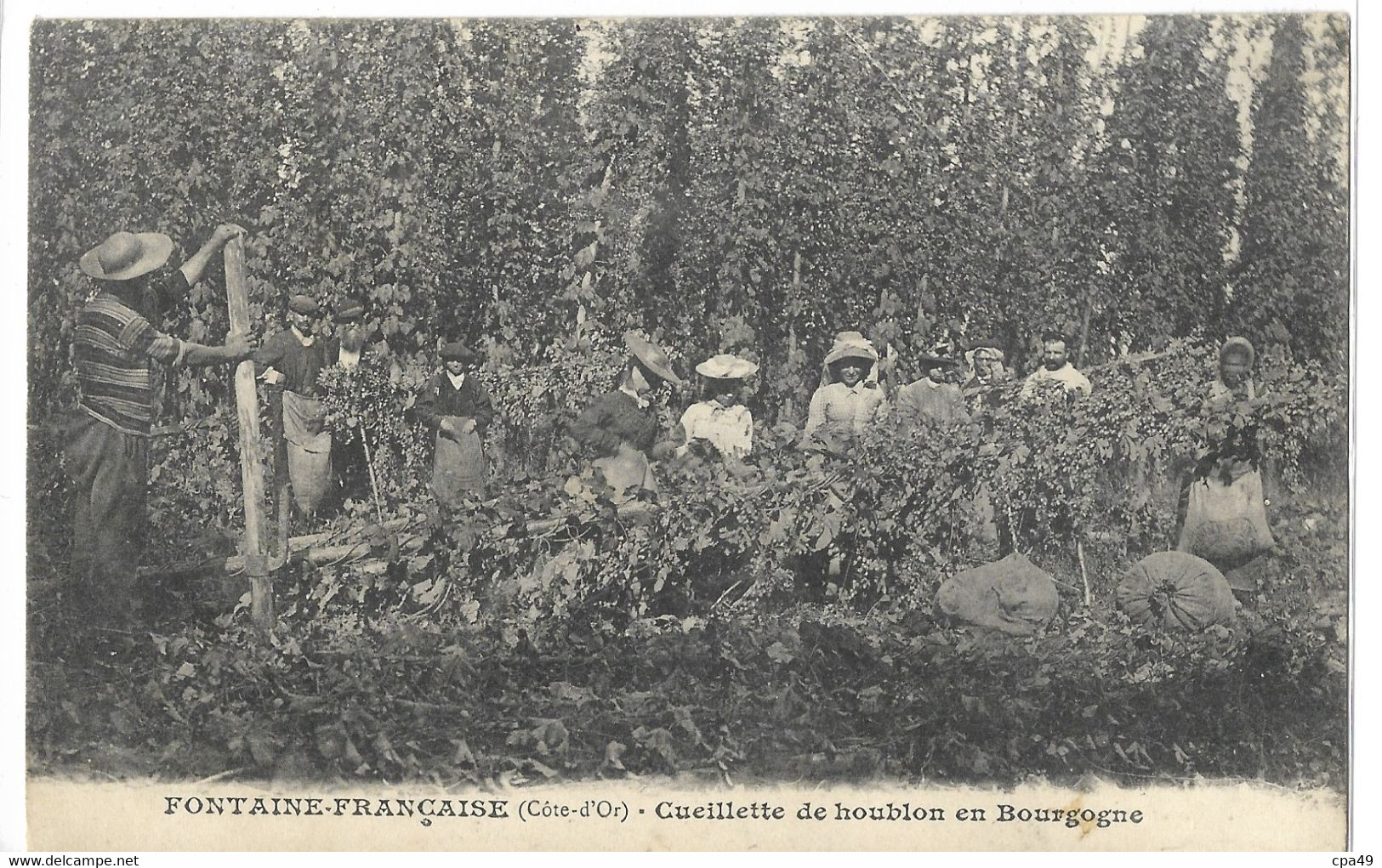 21  FONTAINE - FRANCAISE  CUEILLETTE  DE  HOUBLON  EN  BOURGOGNE - Autres & Non Classés