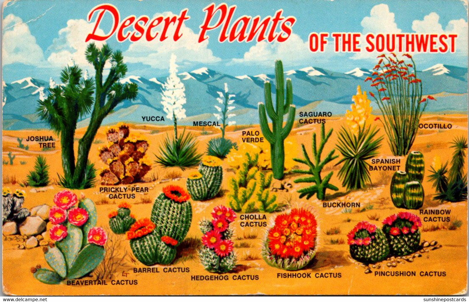 Cactus Desert Plants Of The Southwest 1979 - Cactusses