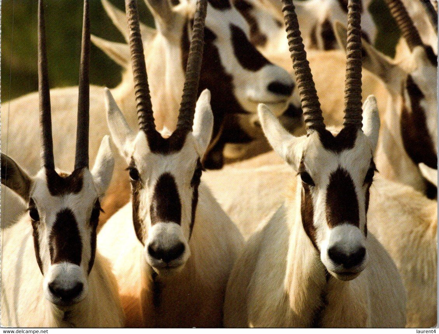 (1 J 30) UAE - United Arabs Emirates - Abu Dhabi - Sir Bani Yas Isand - Arabian Oryx - Ver. Arab. Emirate