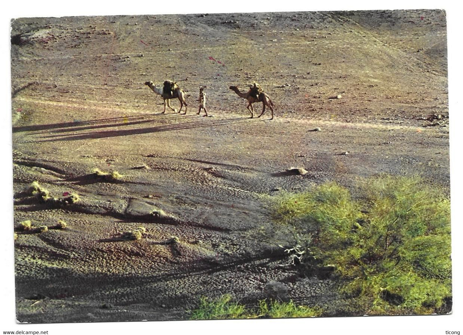 TERRITOIRE FRANCAIS DES AFARS ET ISSAS 1975 DJIBOUTI - FLAMANTS ROSES, COQUILLAGE, VOYAGEE POUR CHARLEVILLE FRANCE, - Covers & Documents