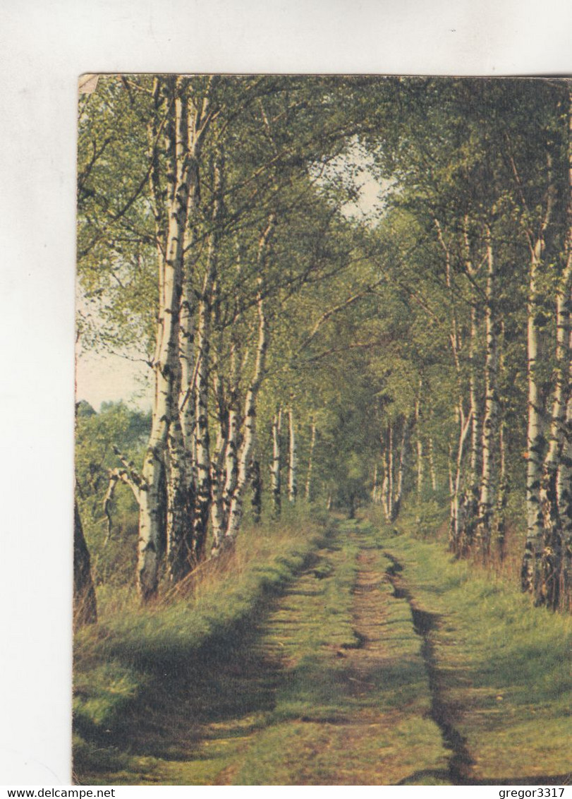 B6248) Jugendherberge WORPSWEDE - Birken Im Moor - Photo R. Hallensleben - Tolle ältere AK - Worpswede