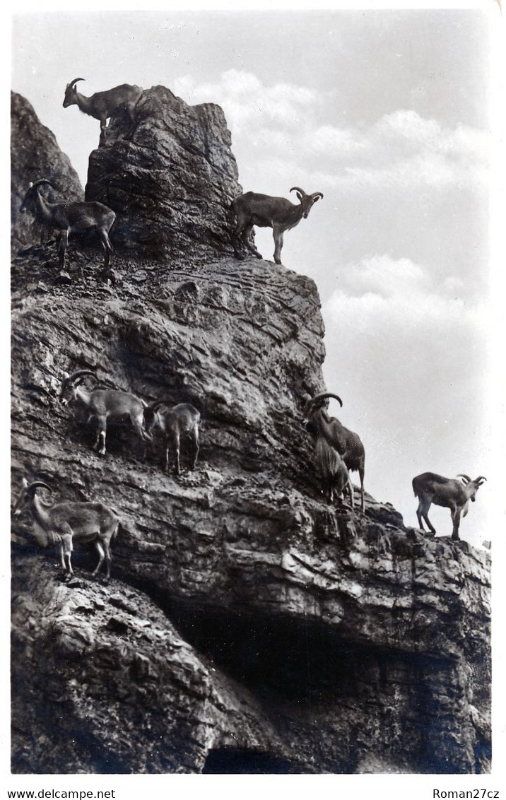 Hagenbeck Tierpark Hamburg, Germany - Barbary Sheep - Stellingen