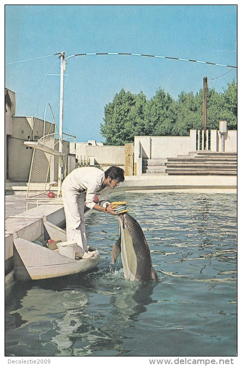 ZS48758 Delfinariu Constanta Dolphin  Dauphin  Animals Animaux    2 Scans - Dauphins
