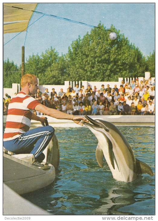 ZS48761  Delfinariu Constanta Dolphin  Dauphin  Animals Animaux    2 Scans - Dauphins