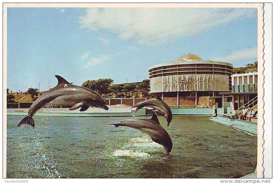 Zd2720 Animaux Animals Dolphins Dauphins Port Elizabeth South Africa Not Used PPC Good Shape - Dauphins