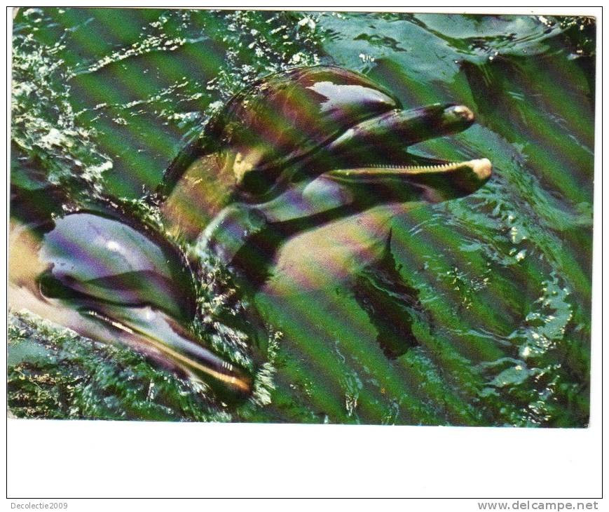 Zs28081 Constanta Delphinarium Dauphins Dolphins Ponticus Not Used Back Scan Available At Request - Dauphins