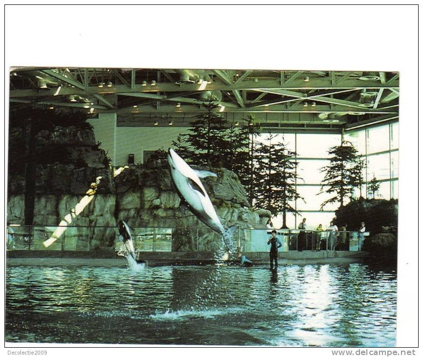 BC61286 Animals Animaux Dauphins Dolphins Not Used Perfect Shape Back Scan At Request - Dauphins