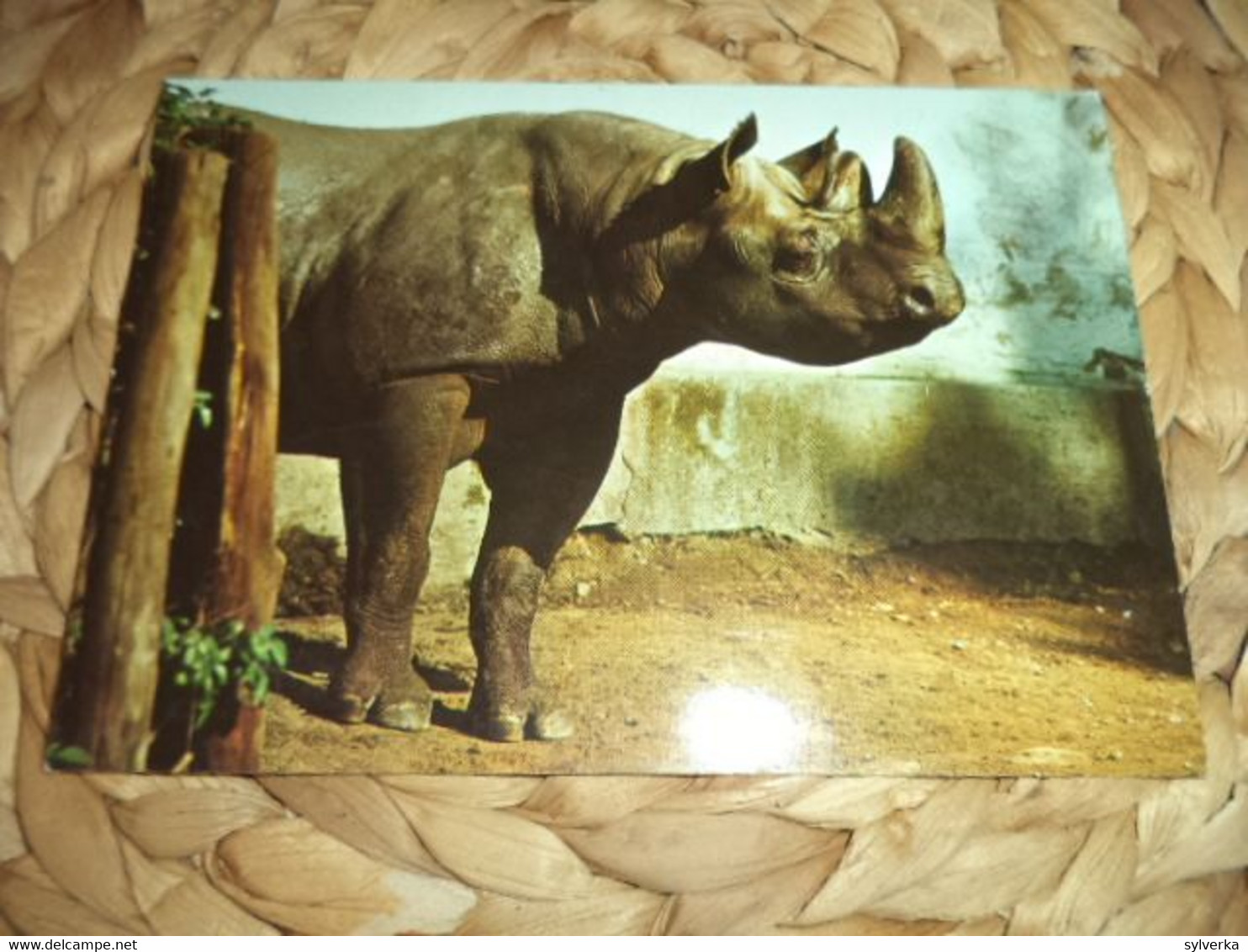 Postkarte Postcard Rhinoceros - Rhinozeros