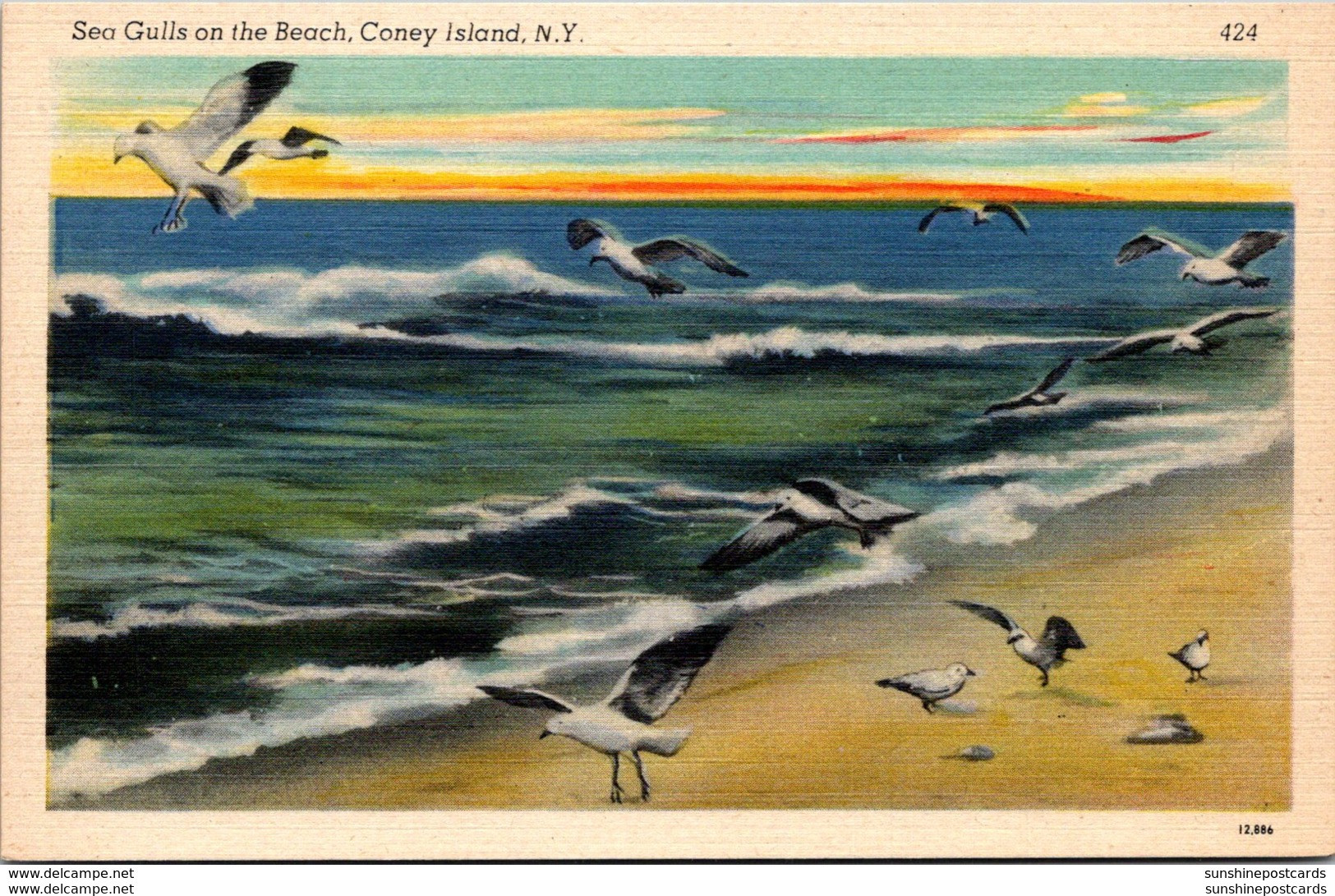 New York Coney Island Sea Gulls On The Beach - Brooklyn